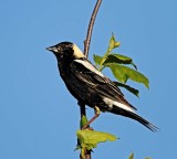 Bobolink - male_9935.jpg