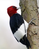Red-headed Woodpecker - adult_8713.jpg
