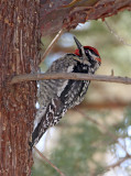 Red-naped Sapsucker - female_5643.jpg