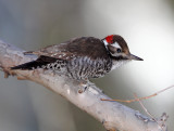 Arizona Woodpecker - male_5615.jpg