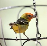 Western Tanager - male breeding_0098.jpg