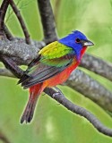 Painted Bunting - breeding male_6681.jpg