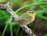 Worm-eating Warbler_8026.jpg