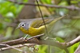 Nashville Warbler_7036.jpg