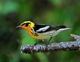 Blackburnian Warbler - male_8638.jpg