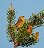 Palm Warbler - breeding_0532.jpg