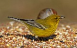 Pine Warbler - male_5282.jpg