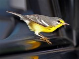 Adelaides Warbler_3301.jpg