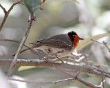 Red-faced Warbler_0511.jpg
