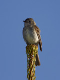 American Dusky Flycatcher_1404.jpg