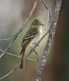 Western Flycatcher_2105.jpg