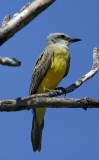 Couchs Kingbird_6248.jpg