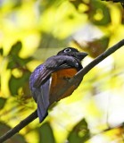 White-tailed Trogon - female_8096.jpg