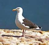 Great Black-backed Gull - adult_4703.jpg