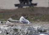 Glaucous-winged Gull - non-breeding_2528.jpg