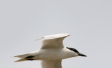 Gull-billed Tern - breeding_1525.jpg