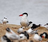 Caspian Tern - breeding_1356.jpg