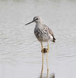 Greater Yellowlegs - breeding_5775.jpg