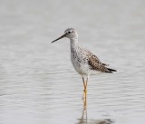 Lesser Yellowlegs - breeding_5764.jpg