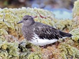 Black Turnstone non-breeding_0044.jpg