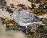 Surfbird - non-breeding_9944.jpg
