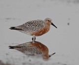 Red Knot_6293.jpg