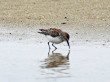 Western Sandpiper - breeding_3969.jpg