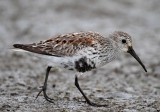 Dunlin - breeding_6245.jpg