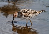 Stilt Sandpiper - breeding_8871.jpg