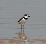 Wilsons Plover - breeding_0255.jpg