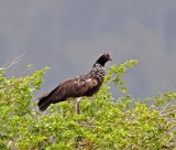 Horned Screamer_4516.jpg