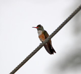 Amazilia Hummingbird_4587.jpg