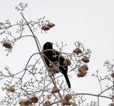 Scrub Blackbird_4442.jpg