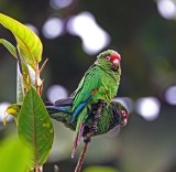 El Oro Parakeet_5222.jpg