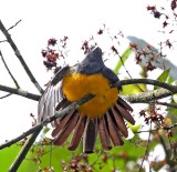 Gartered Trogon - female_5490.jpg