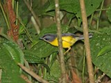 Gray-and-gold Warbler_5369.jpg