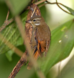 Northern Plain Xenops_5577.jpg