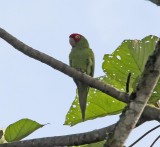 Red-masked Parakeet_5480.jpg