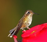Speckled Hummingbird_5982.jpg