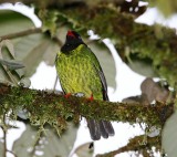 Green-and-black Fruiteater_6230.jpg