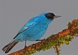 Masked Flowerpiercer_6244.jpg