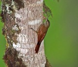 Montane Woodcreeper_6558.jpg