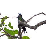 Purple-throated Sunangel - female_6722.jpg