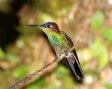 Violet-fronted Brilliant - juvenile male_6859.jpg