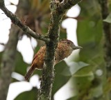 Barred Puffbird_5163.jpg