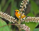 Golden Tanager_6875.jpg