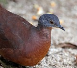Little Tinamou_7251.jpg