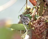 Gray-mantled Wren_6926.jpg