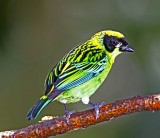 Green-and-gold Tanager_7044.jpg