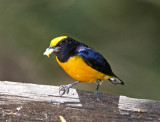 Orange-bellied Euphonia - male_7114.jpg